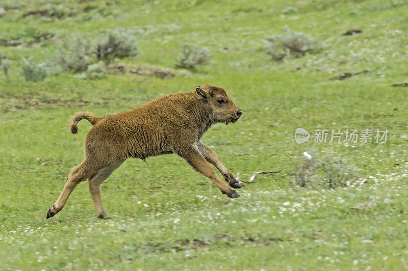 美国野牛(bison bison)，也被称为美国水牛，在怀俄明州的黄石国家公园大量发现。一只小野牛。